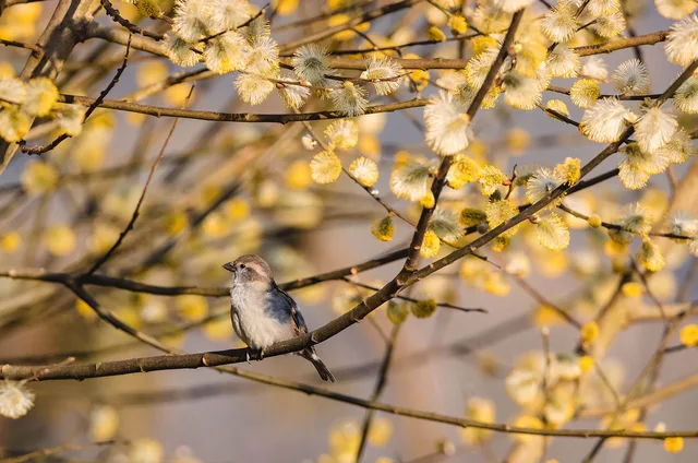 fugl, spurv, græsarealer killing, grene, forår, natur, ornitologi, bird watching, fauna, dyr, sidder på en gren. Prisoversigter for erhvervsaftaler: Sådan sammenligner du danske leverandørpriser